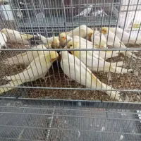 فروش عروس هلندی،برزیلی،قناری مستقیم از سالن پرورش|پرنده|صحنه, |دیوار