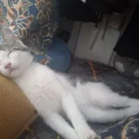 واگذاری گربه مهربون و حرف گوش کن خانگی