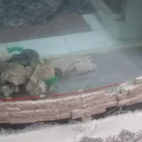 آکواریوم معاوضه با قناری|ماهی|زنجان, |دیوار