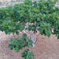 انجیر|فروش زمین و ملک کلنگی|رستاق, |دیوار