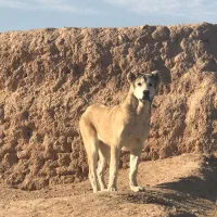 سگ نر و ماده