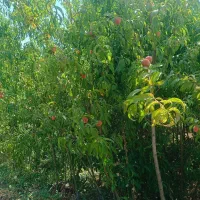 نهال،درخت هلو پر ثمر در نهالستان،گلخانه|خدمات باغبانی و درختکاری|مشهد, سیس‌آباد|دیوار