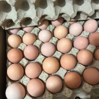 تخم مرغ محلی|خوردنی و آشامیدنی|اصفهان, آزادان|دیوار