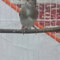 سهره دورگ نر دهن دار|پرنده|مشهد, ابوذر|دیوار