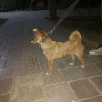 سگ نژاد دار|سگ|تهران, بیسیم|دیوار