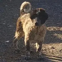 واگذاری توله نر ۷ماهه قهدریجونی|سگ|فولادشهر, مسکن مهر فولادشهر|دیوار