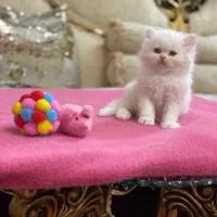 گربه فیس