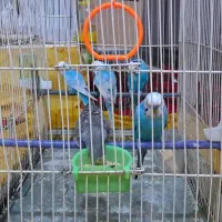 مرغ‌‌عشق