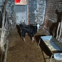 بزغاله نر چاق