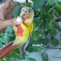 گرینچیک فول رام و دستی|پرنده|شاهرود, |دیوار