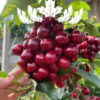 نهال گیلاس بینگ ، باردهی بالا