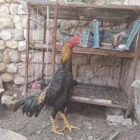 خروس لاری