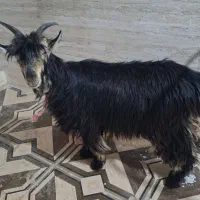 یه عدد بیگ شیری