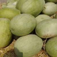 هندوانه امانی