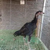 جوجه ی لاری|حیوانات مزرعه|خوی, |دیوار