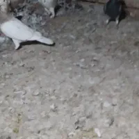 هفت رنگ