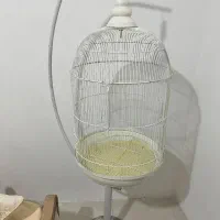 قفس عروس هلندی|لوازم جانبی حیوانات|هشتگرد, شهرک بعثت|دیوار