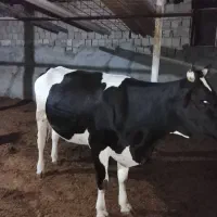 گاو حامله با گوساله نر