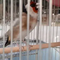 سهره عطیقه|پرنده|قرچک, زیبا شهر|دیوار