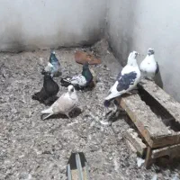 ۷تا کبوتر نر به فروش می‌رسند