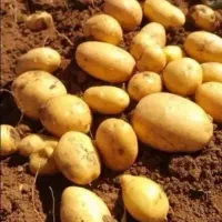 بدون کودسیب زمینی