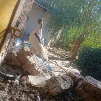 کبوتر