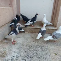 کبوتر