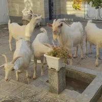 بزکل اصل سانن|حیوانات مزرعه|درمیان, |دیوار