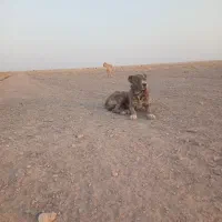 حیوان|سگ|جلگه زوزن, |دیوار