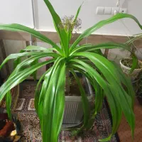 گل فروشی|گل و گیاه طبیعی|تربت‌حیدریه, فرمانداری|دیوار