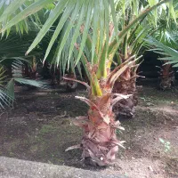 فروش گل
