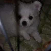 واگذاری پامرانین