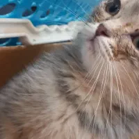 گربه اسکاتیش بریتیش