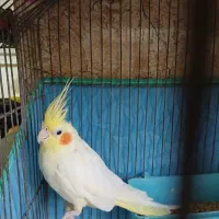 جفت عروس هلندی تخم جوجه ای|پرنده|کرمان, |دیوار