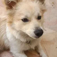 این سگ گمشده است|سگ|شیراز, شهرک مخابرات|دیوار