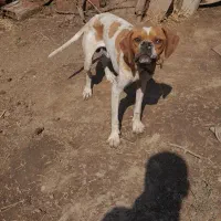 فروش توله سگ انگلیس یک ساله نر قیمت هشت میلیون|سگ|گلی داغ, |دیوار