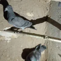 ۷ جوانه پرشی