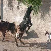 فروش کهره نرلوکس|حیوانات مزرعه|جهرم, |دیوار