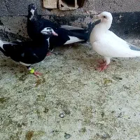 کبوتر کفتر