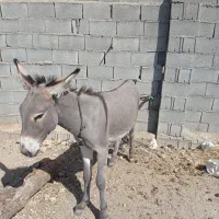 خر نر