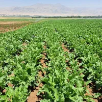 کاه گندم ۵۰ باک بزرگ