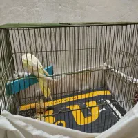 عروس هلندی|پرنده|قم, شهر قائم|دیوار