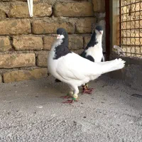 کبوتر خوشرنگ|پرنده|بوئین زهرا, |دیوار