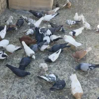 یک لونه کبوتر فروخته می‌شود