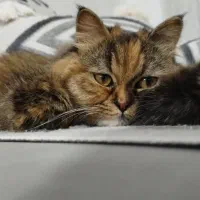 واگذاری گربه نژاد پرشین اقیم شده