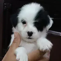 توله شیتزو پیکینیز میکس|سگ|جیرفت, |دیوار