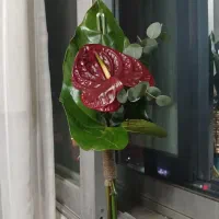 گل انتریوم قرمز تازه