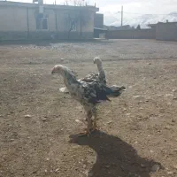 خروس لاری|حیوانات مزرعه|مشهد, یاس|دیوار