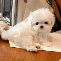 سگ پودل فنجونی نروماده2ماه 3900بی واسطه|سگ|تهران, تهرانسر مرکزی|دیوار