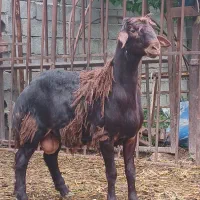 بره افشاری اصیل